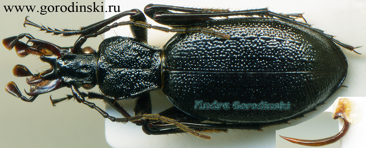 http://www.gorodinski.ru/carabidae/Cychrus vignai.jpg